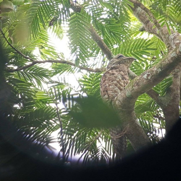 Great Potoo - ML637491266