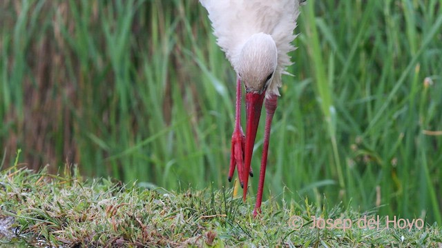 Cigogne blanche - ML637491272
