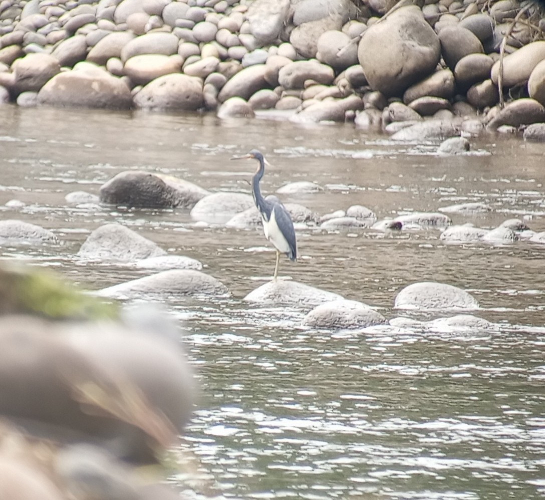 Tricolored Heron - ML637491319