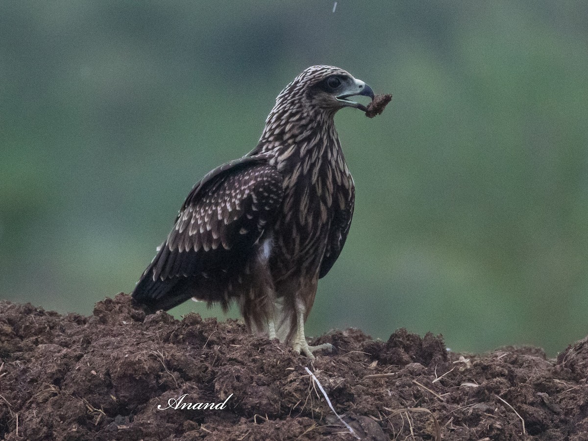 Black Kite - ML637491330