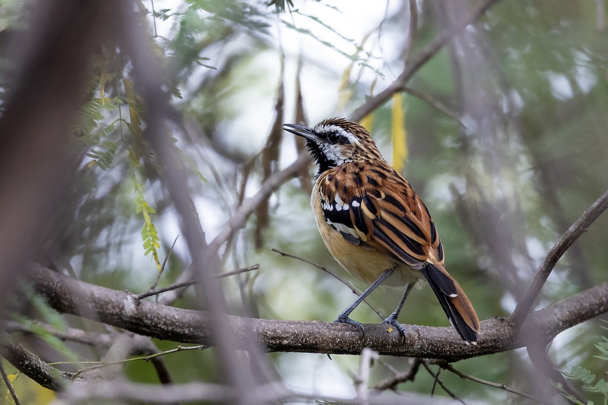 Stripe-backed Antbird - ML637491331