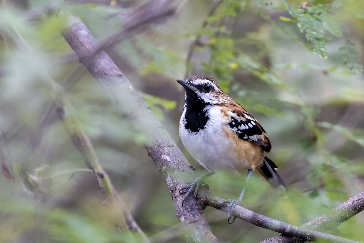 Stripe-backed Antbird - ML637491332