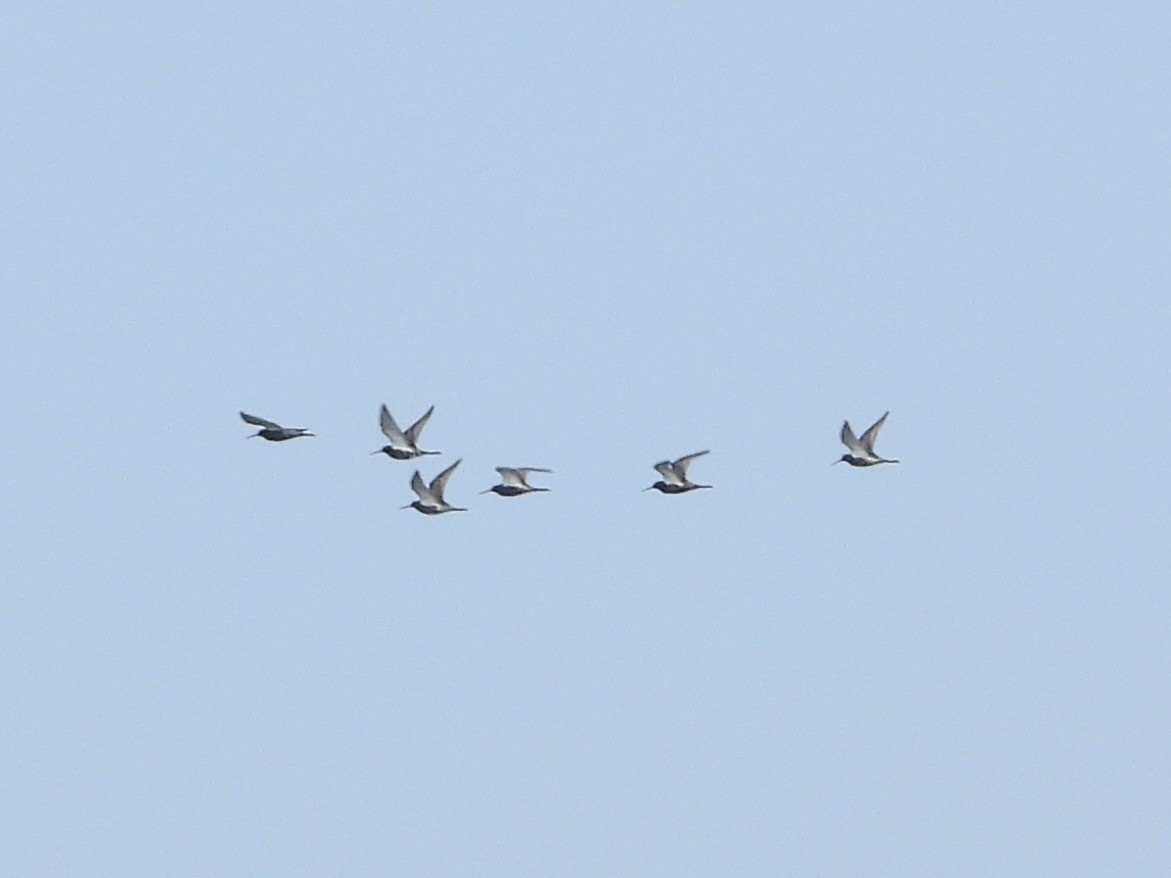 Spotted Redshank - ML637491389