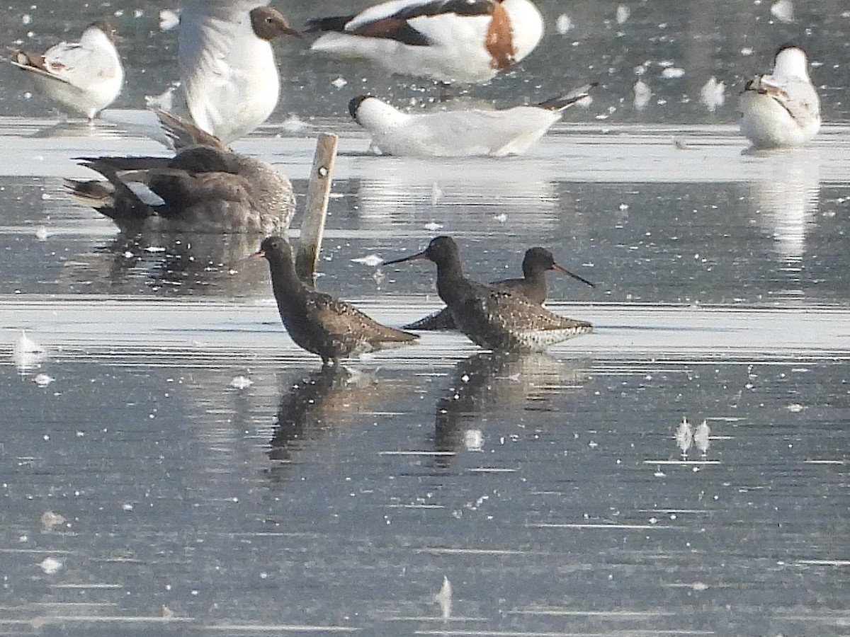 Spotted Redshank - ML637491390