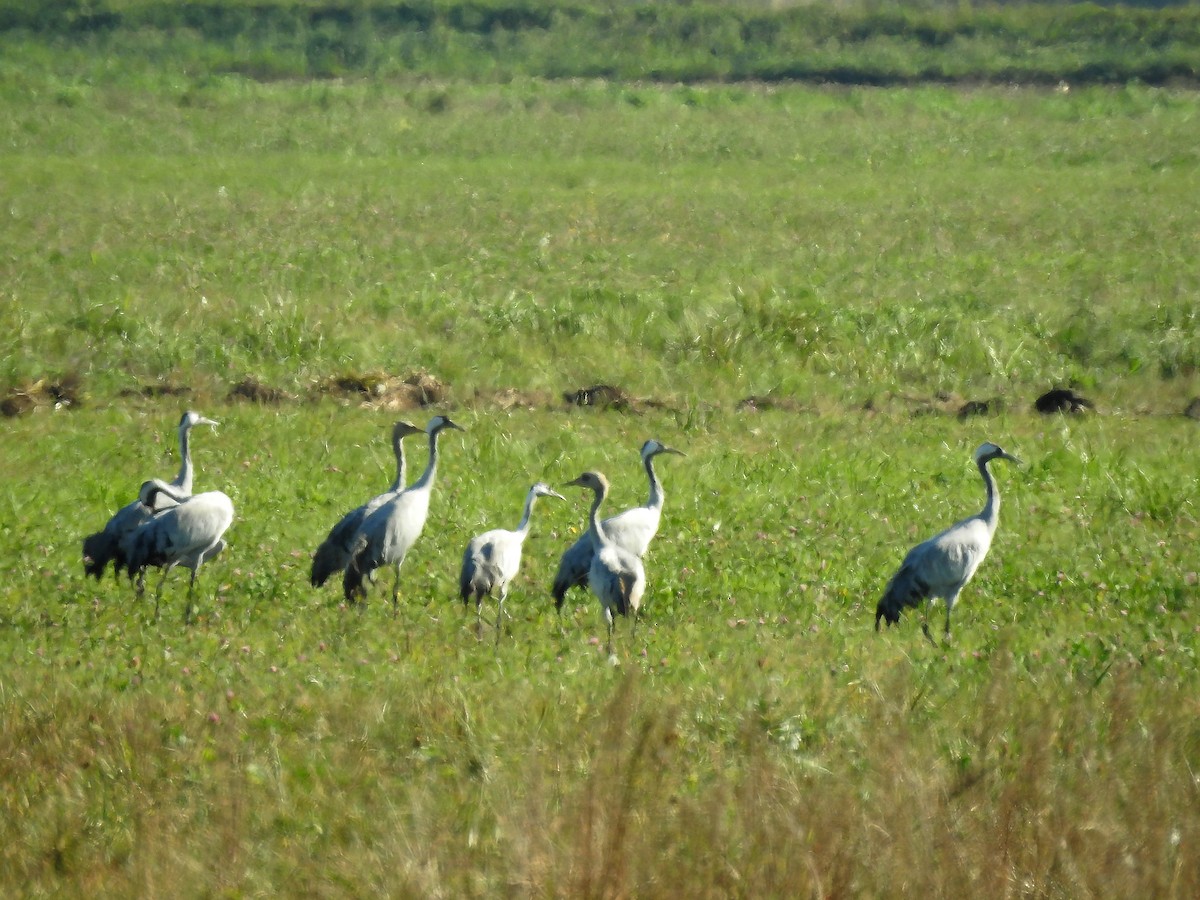 Common Crane - ML637491391