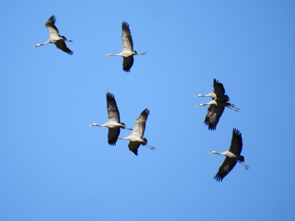 Common Crane - ML637491395