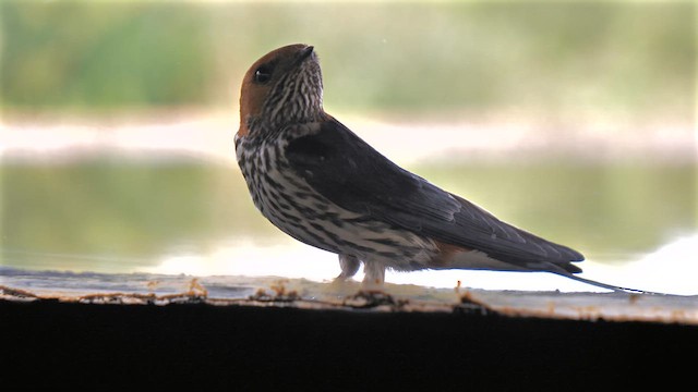 Hirondelle striée - ML637491406