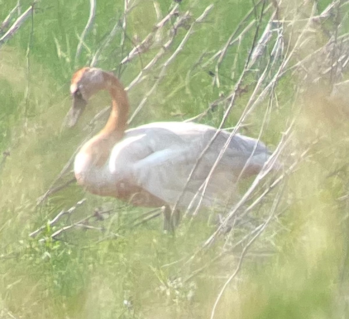 Tundra Swan - ML637491409
