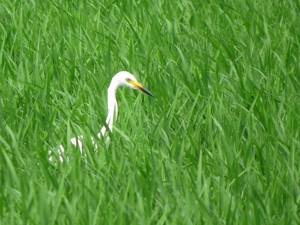 Medium Egret - ML637491429