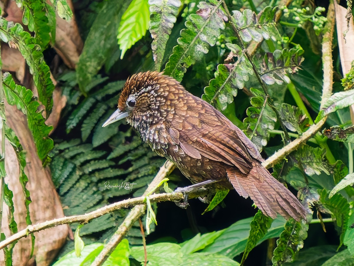 Cachar Wedge-billed Babbler - ML637491503