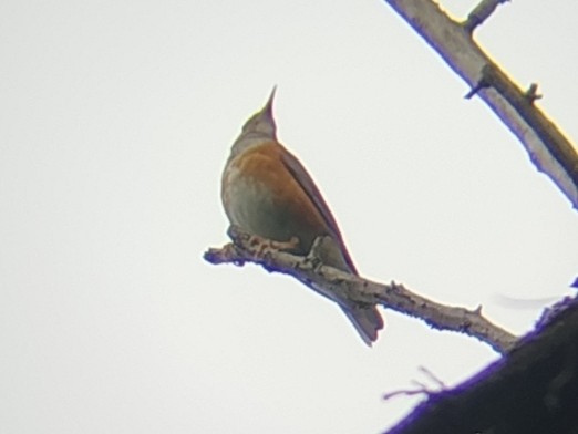 カラアカハラ - ML637491551
