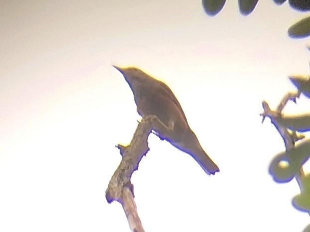 カラアカハラ - ML637491552