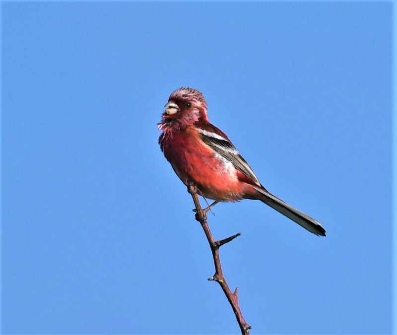 Long-tailed Rosefinch - ML637491561