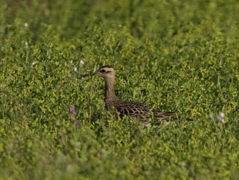 Little Curlew - ML637491572
