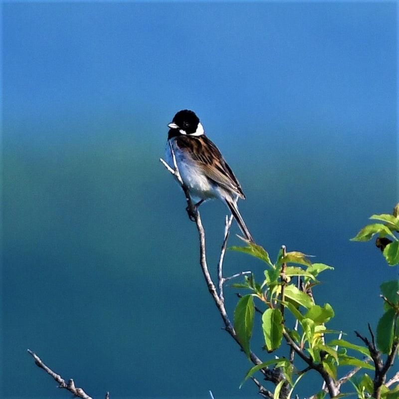蘆鵐 - ML637491574