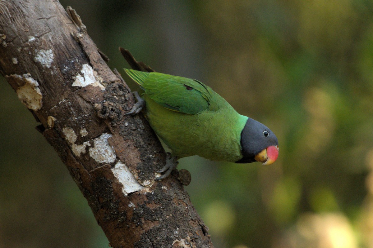 Slaty-headed Parakeet - ML637491576