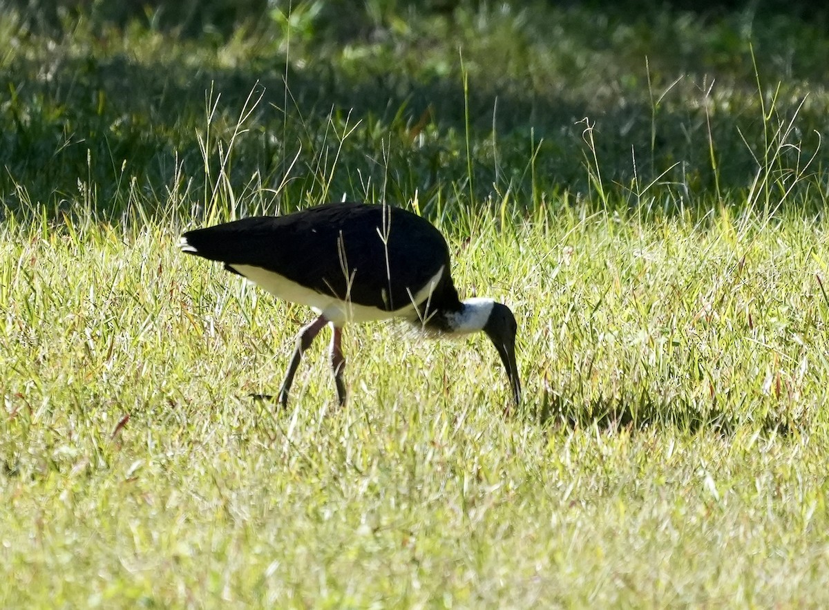 Straw-necked Ibis - ML637491584