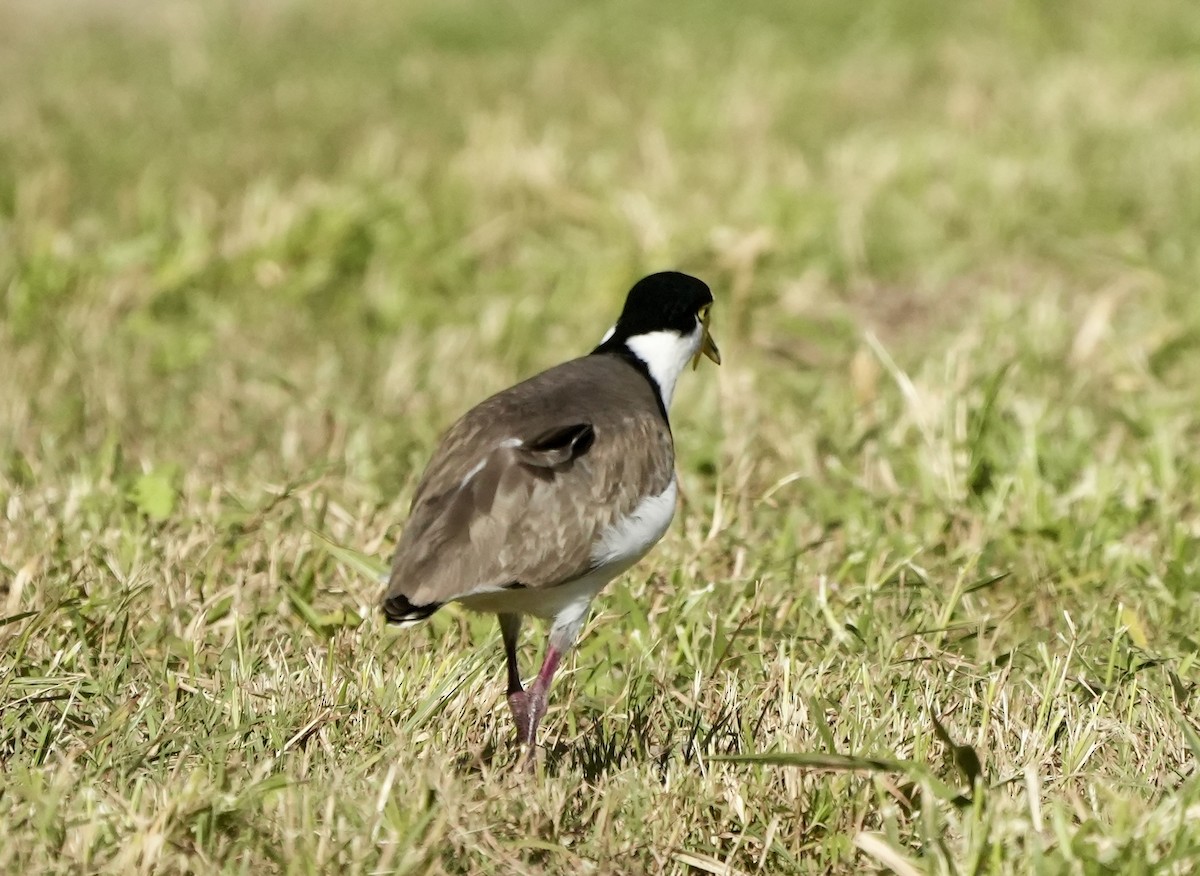 Masked Lapwing - ML637491592