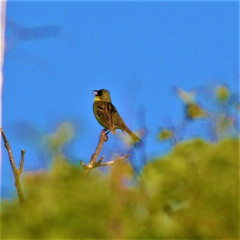 黃喉黑臉鵐 - ML637491594