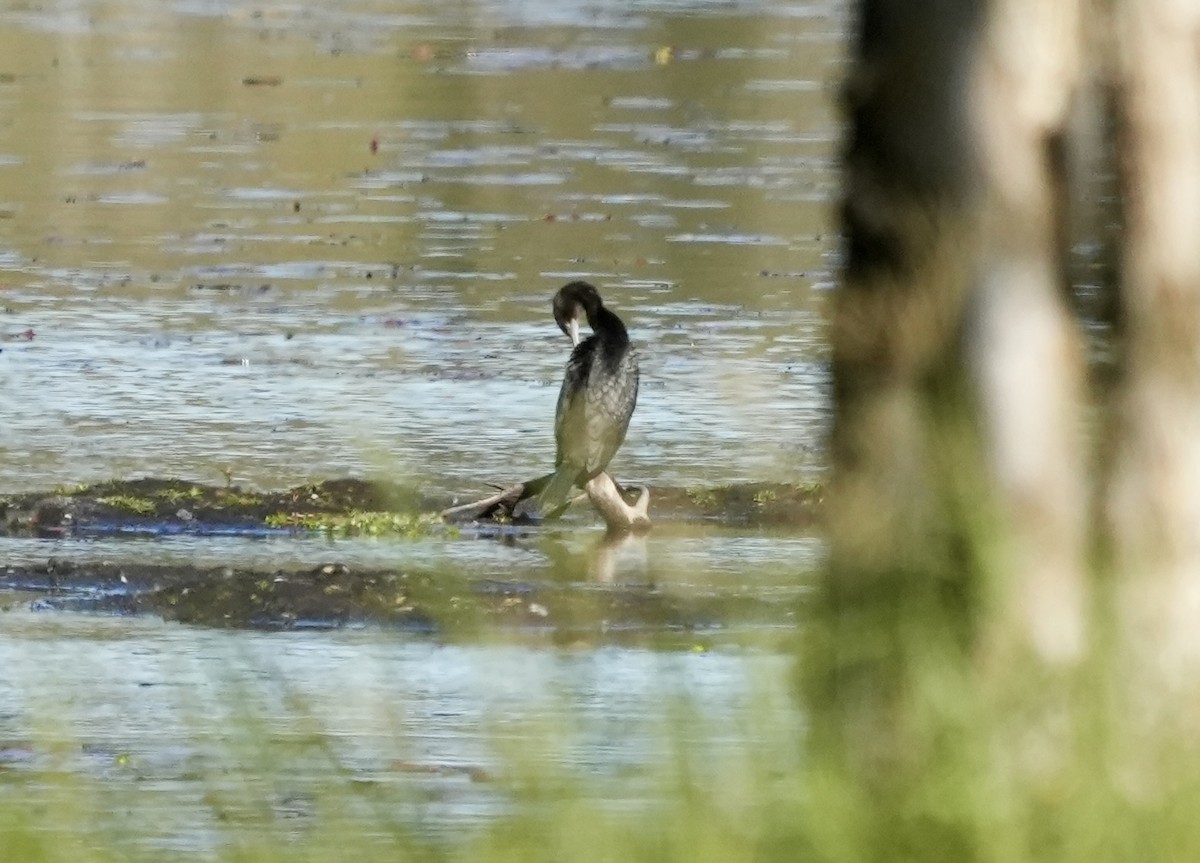 Little Black Cormorant - ML637491596