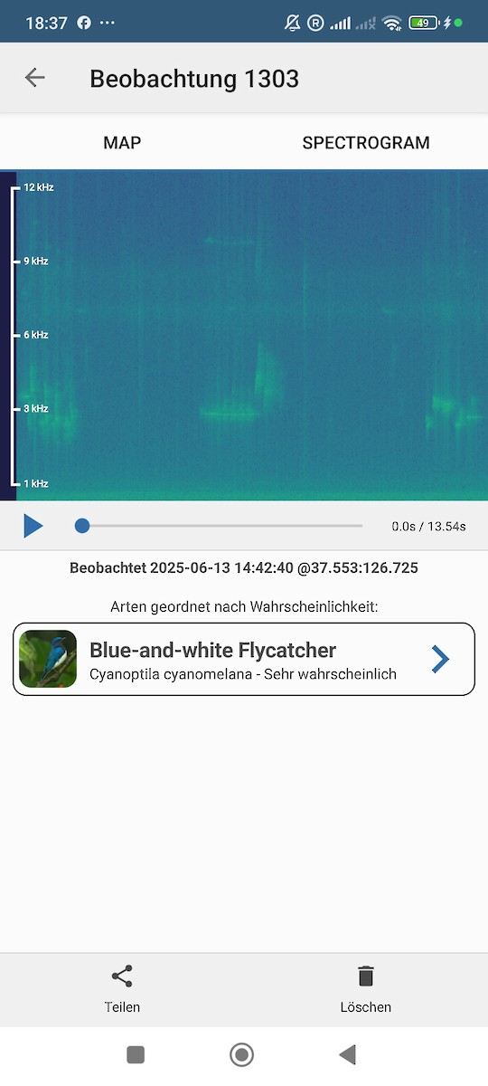 Blue-and-white Flycatcher - ML637491599