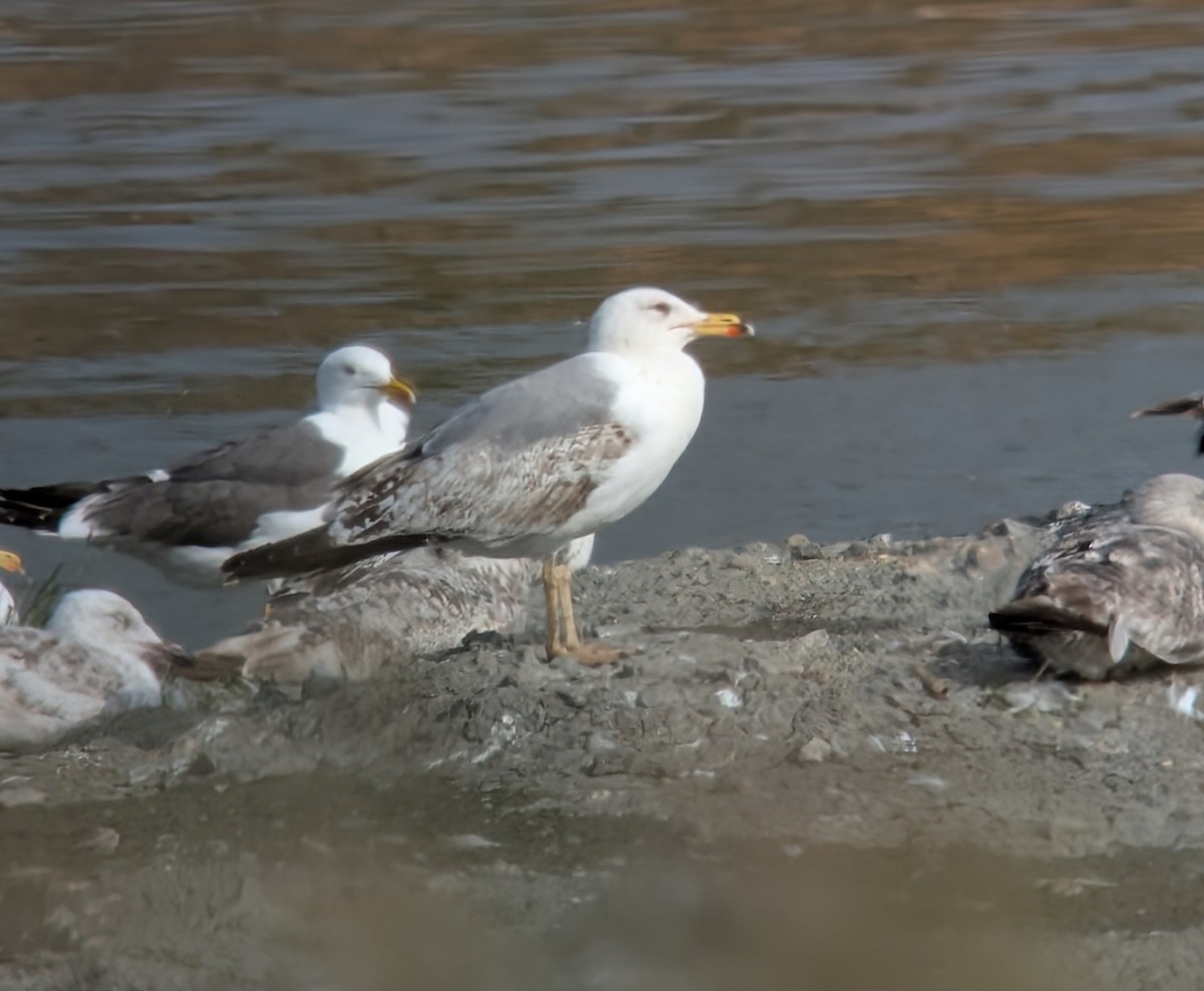 Yellow-legged Gull - ML637491603