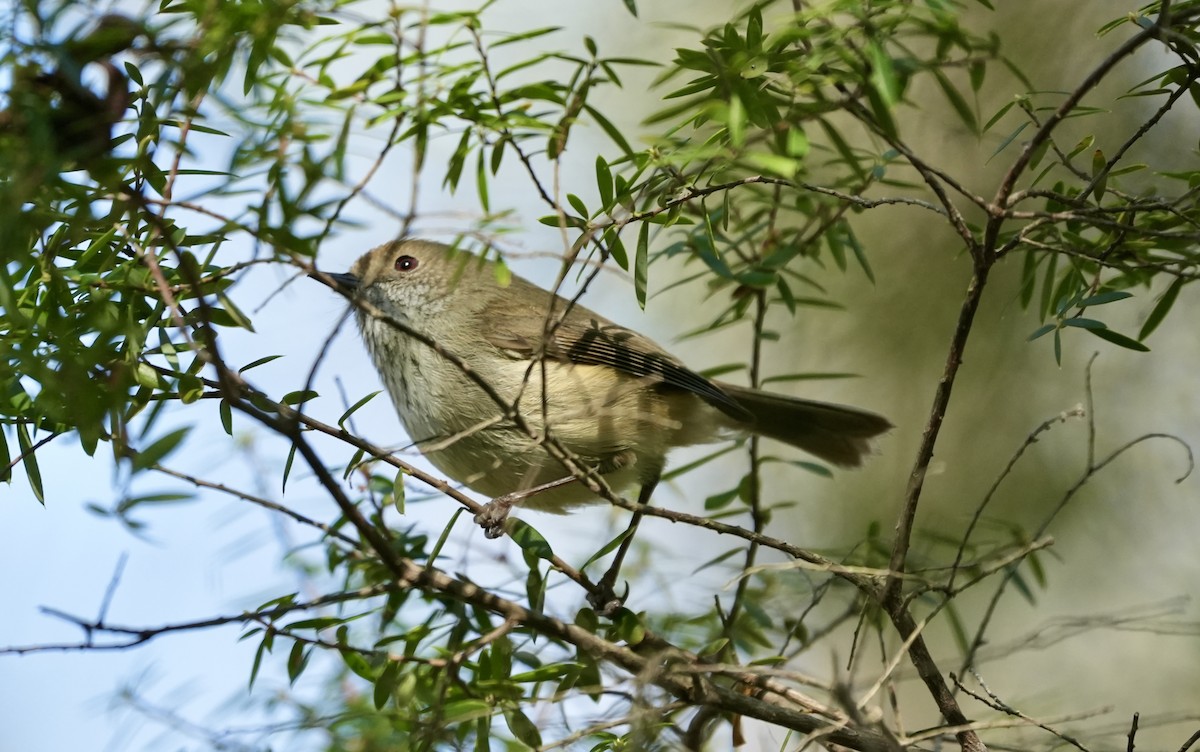 Brown Thornbill - ML637491605