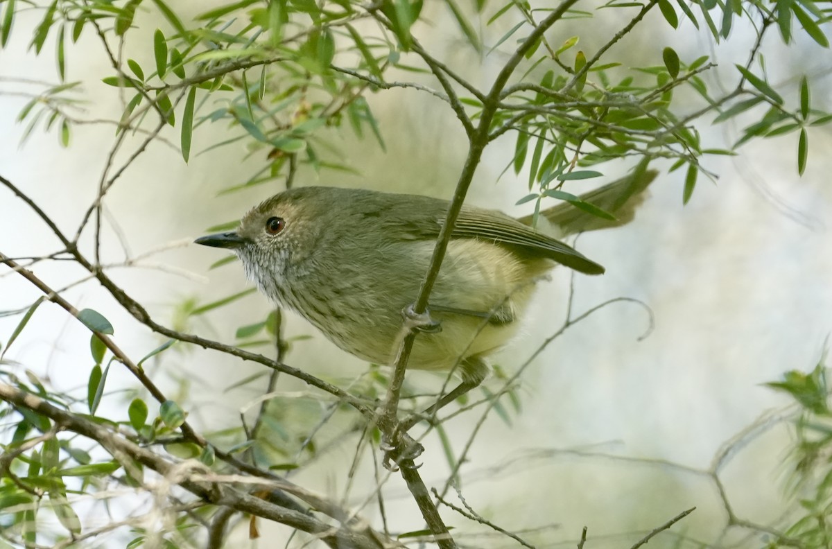 Brown Thornbill - ML637491606