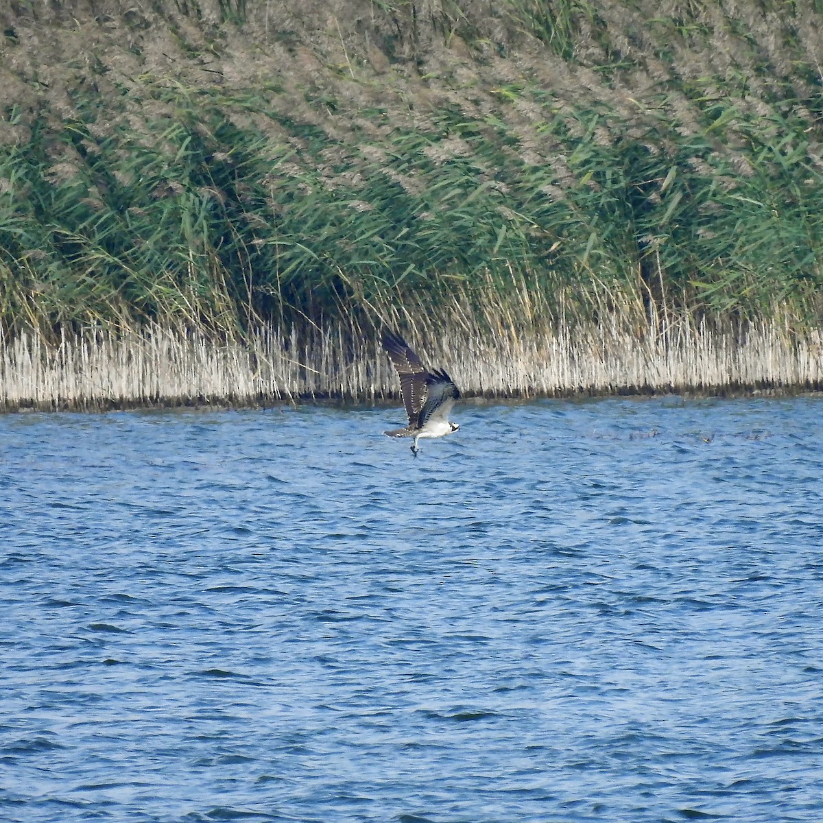 Osprey - ML637491607