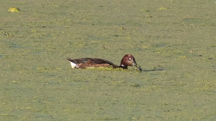 Ferruginous Duck - ML637491609
