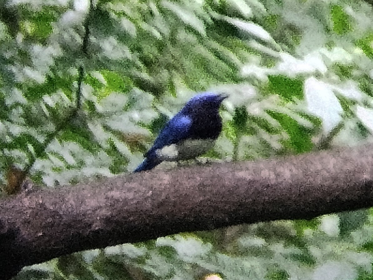 Blue-and-white Flycatcher - ML637491610
