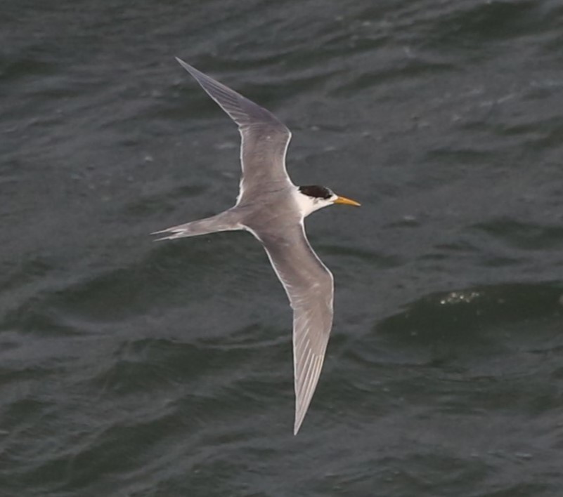 Great Crested Tern - ML637491611