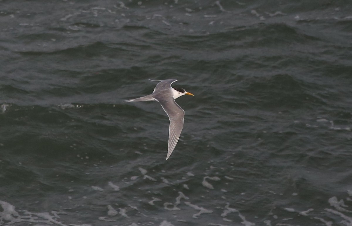 Great Crested Tern - ML637491612