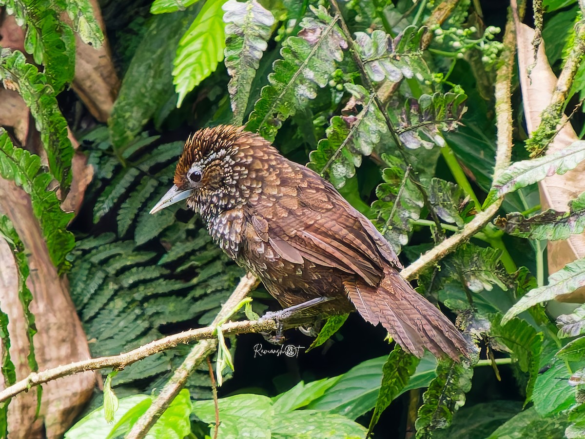 Cachar Wedge-billed Babbler - ML637491613