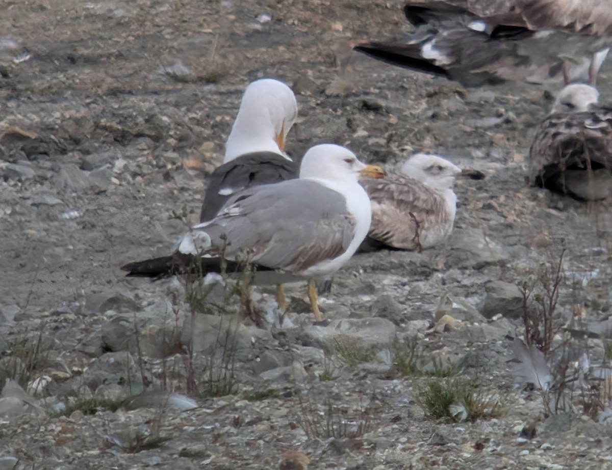 Yellow-legged Gull - ML637491615