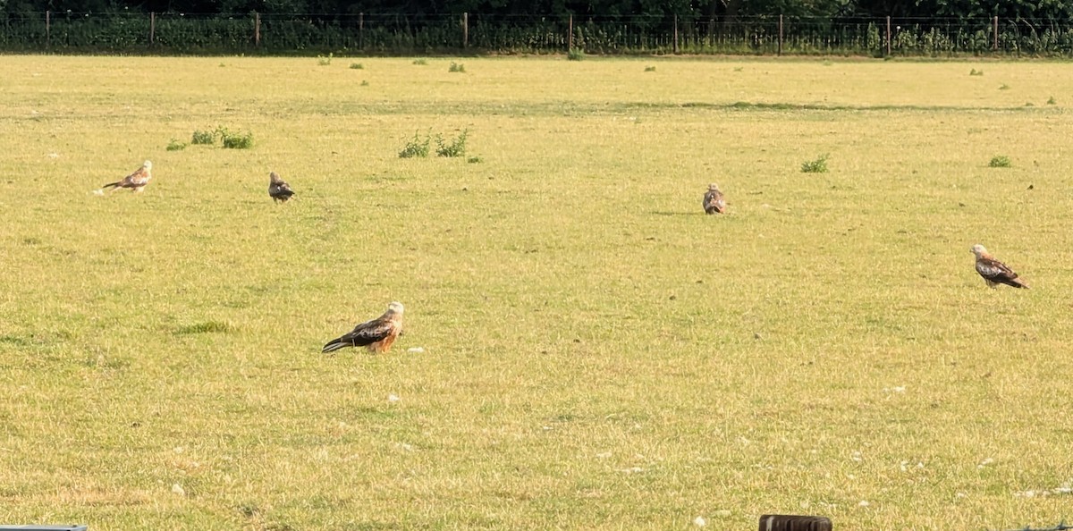 Red Kite - ML637491617
