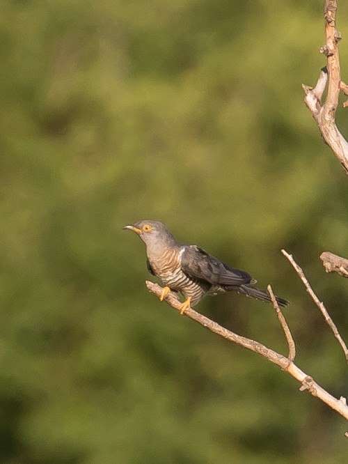 Common Cuckoo - ML637491618