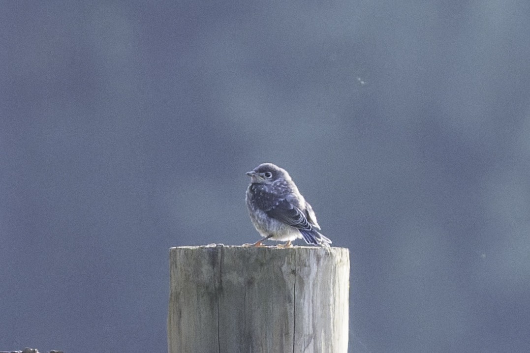 Eastern Bluebird - ML637491619