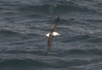 Black-browed Albatross - ML637491620