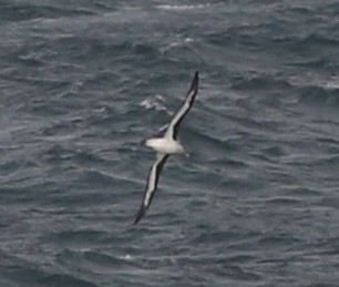 Black-browed Albatross - ML637491621
