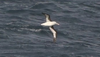 Black-browed Albatross - ML637491622