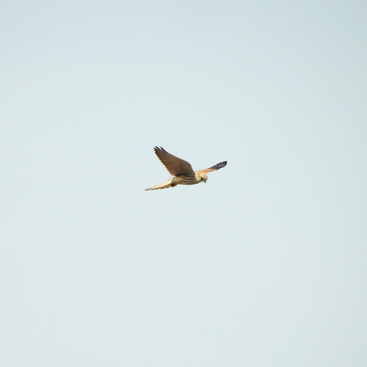 Eurasian Kestrel - ML637491623