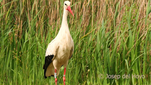 Cigogne blanche - ML637491627