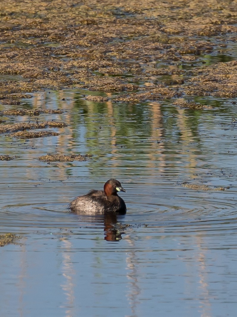 Little Grebe - ML637491628