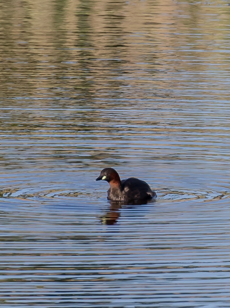 Little Grebe - ML637491629