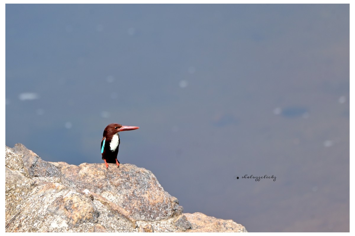 White-throated Kingfisher - ML637491631