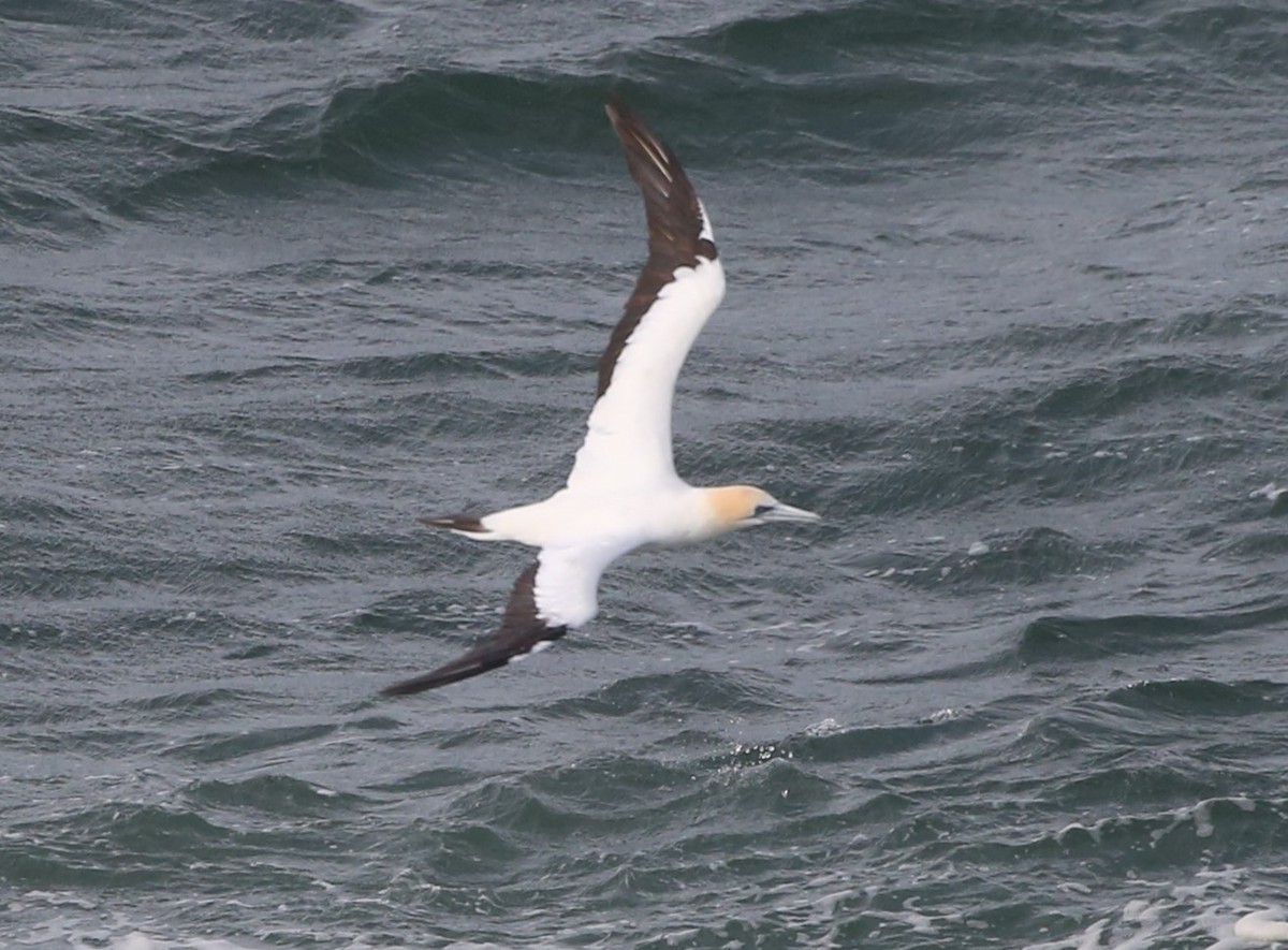 Australasian Gannet - ML637491632
