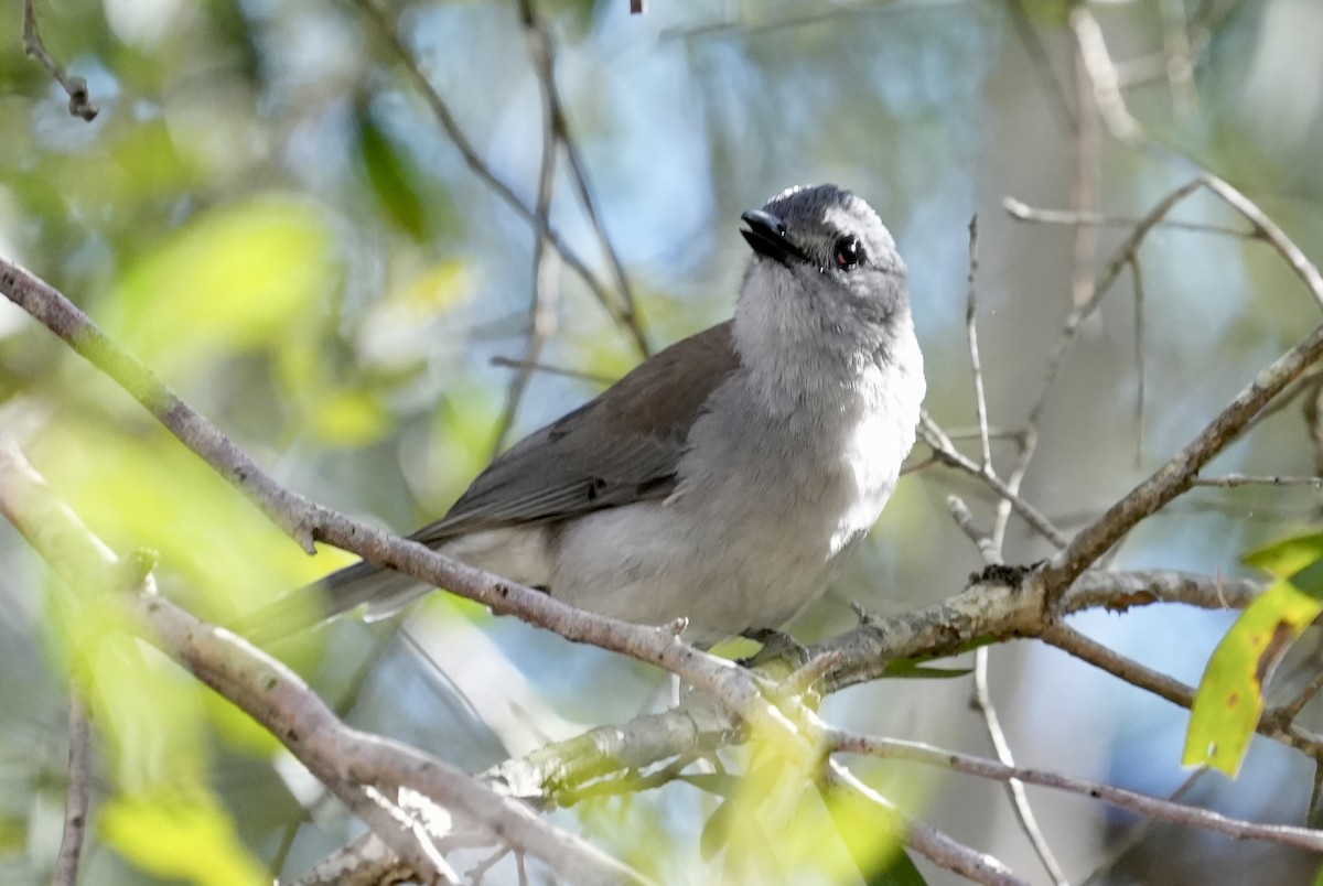 Gray Shrikethrush - ML637491633