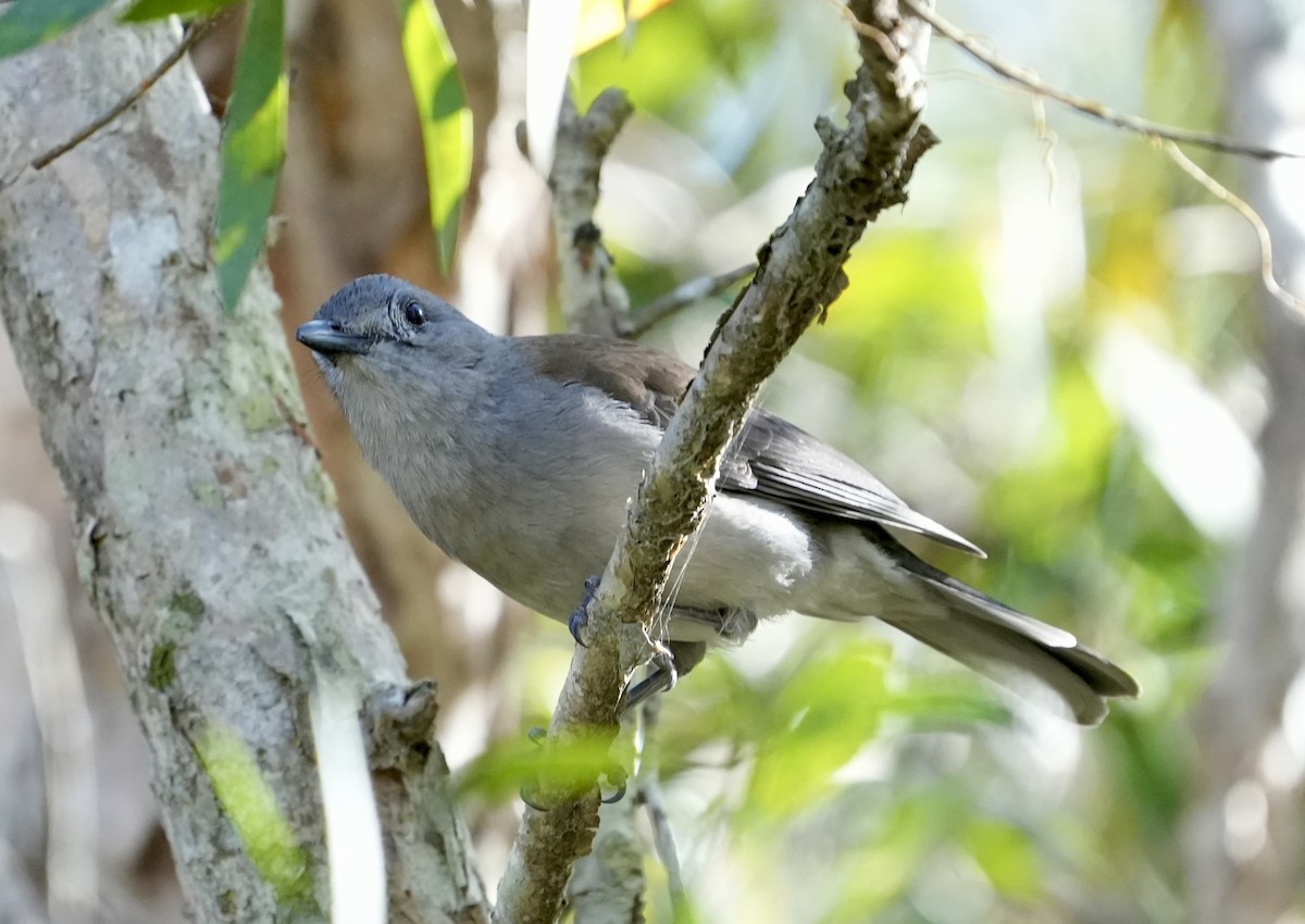 Gray Shrikethrush - ML637491634