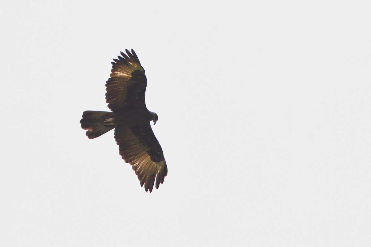 Gurney's Eagle - ML637491672